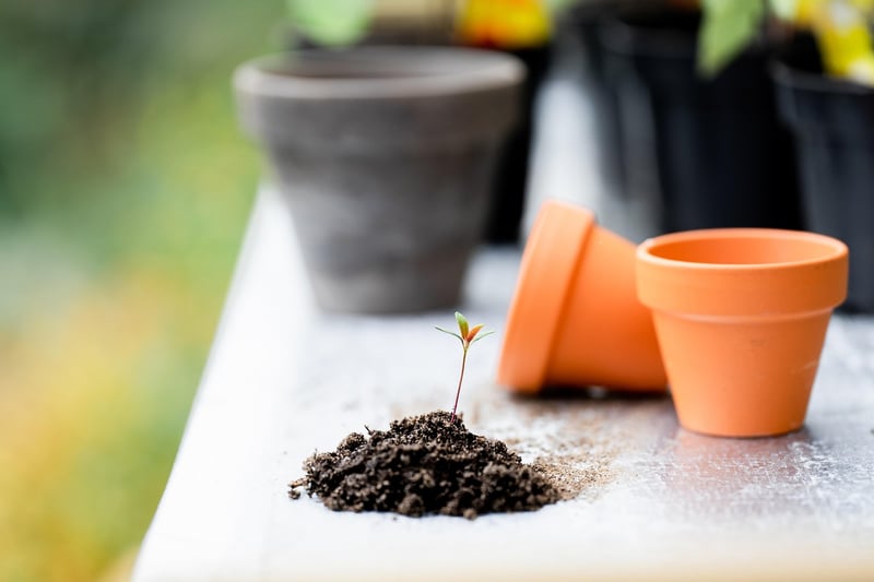 Planting with Recycled Containers